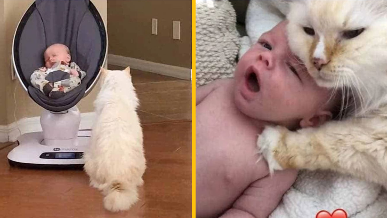Mačka a novorodenec sa stali virálnymi, pretože sú najlepšími priateľmi, ale ľudia majú obavy