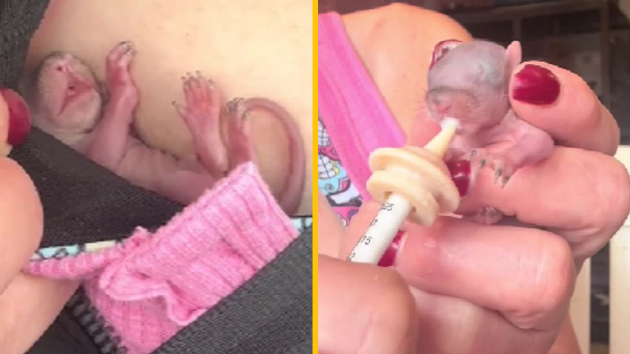 Žena zachránila opustené zviera a jeho aktuálny stav všetkých ohromil