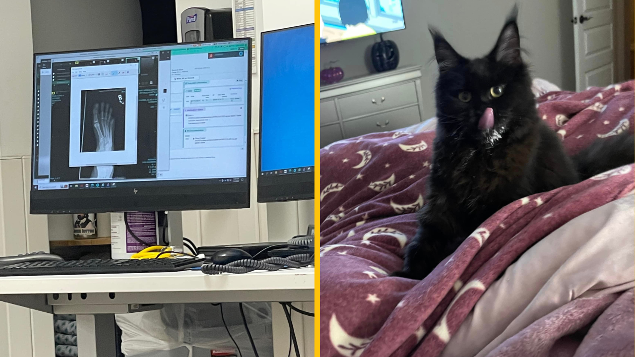 Žena si omylom odsekla malíček a jej mačka Pooka ho zjedla. Vraj ju teraz zbožňuje ešte viac