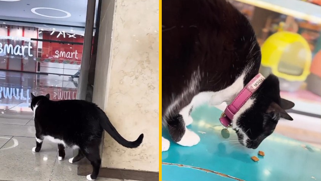 Obchod so zvieratami zachránil túlavú mačku. Teraz žije v nákupnom centre a nikdy sa nemala lepšie