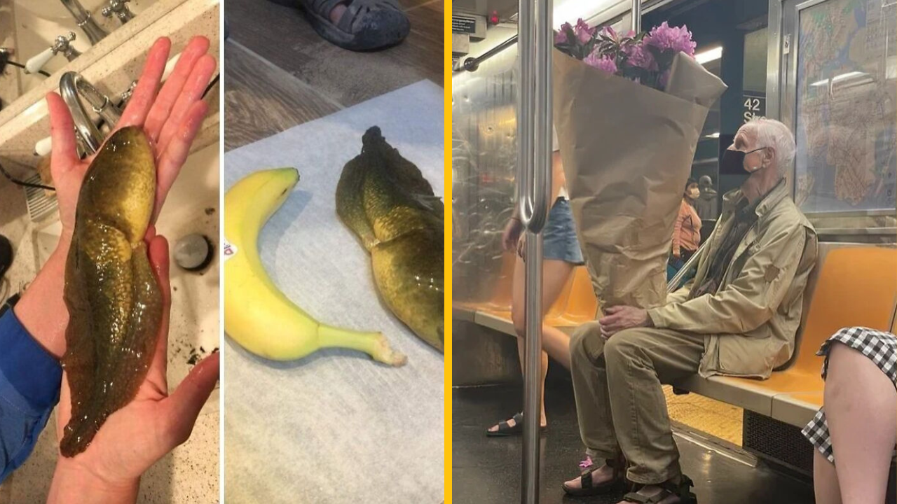 10 ľudí objavilo veci, ktorých veľkosti nebudete chcieť veriť (1. časť)