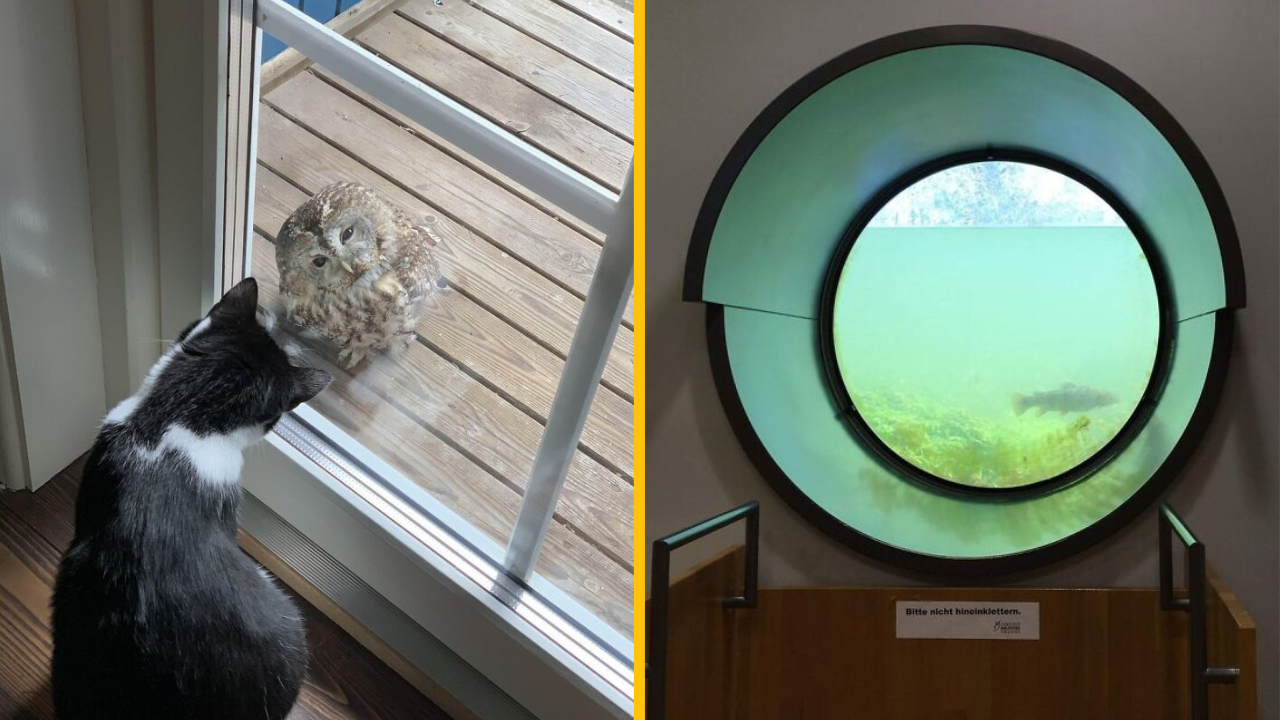 Týchto 10 ľudí sa pozrelo z okna a uvideli niečo neskutočné (2. časť)