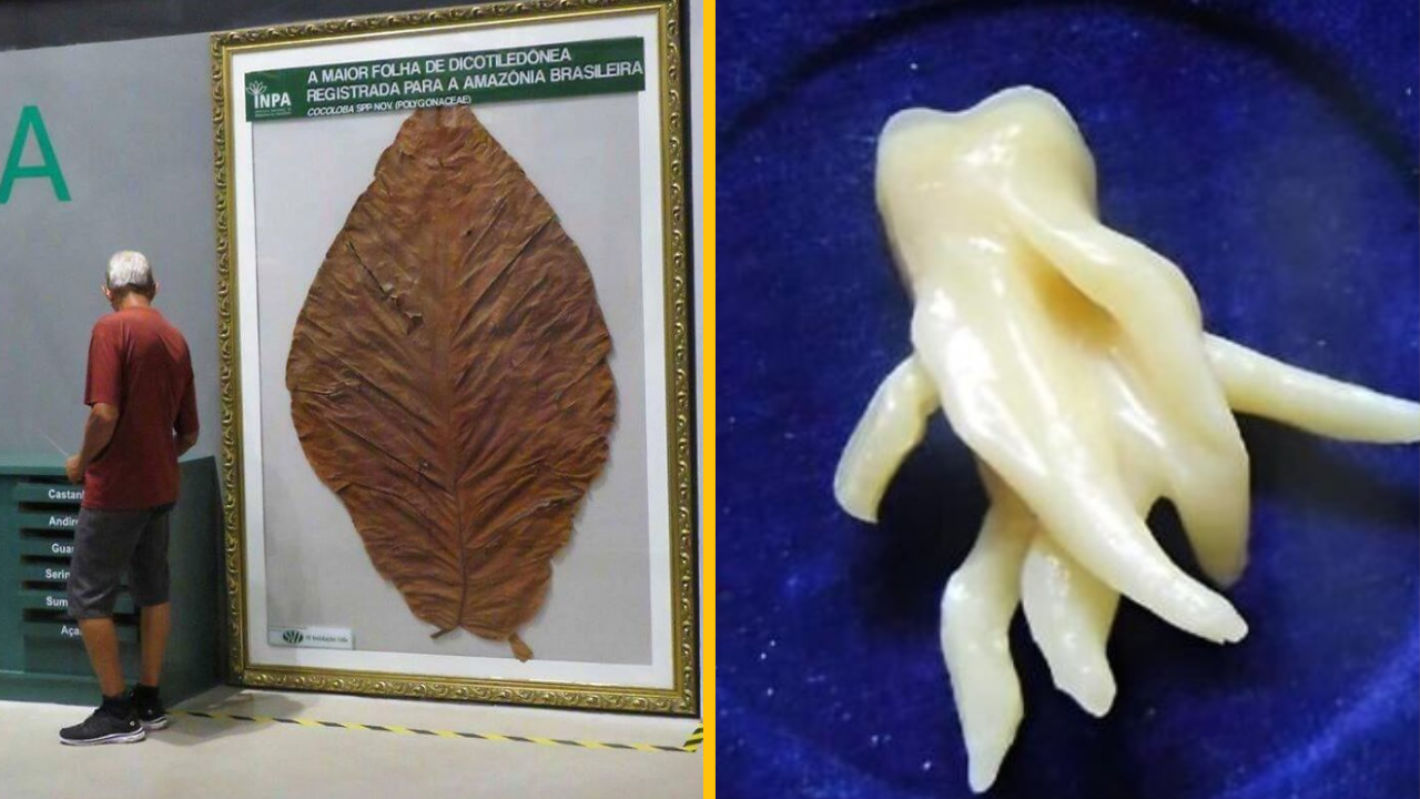 10 ľudí objavilo veci, ktorých veľkosti nebudete chcieť veriť  (2. časť)