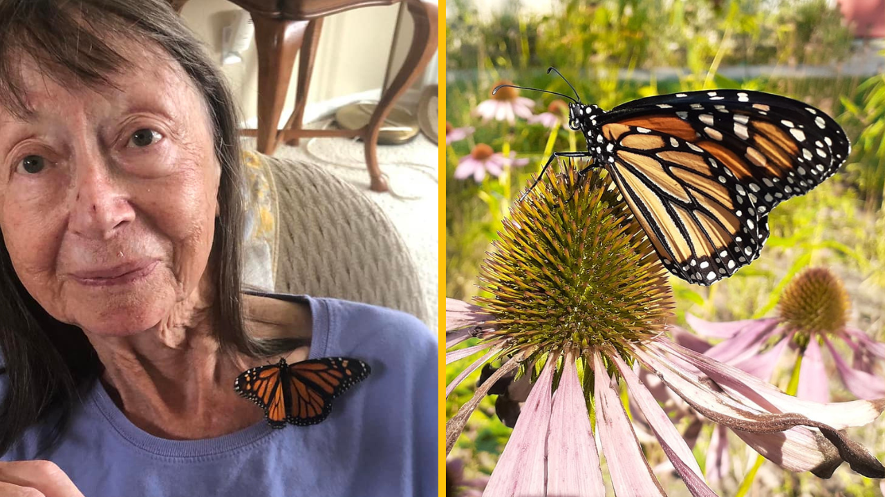 Nevídané priateľstvo: Žena si adoptovala motýľa a starala sa o neho po celý jeho život