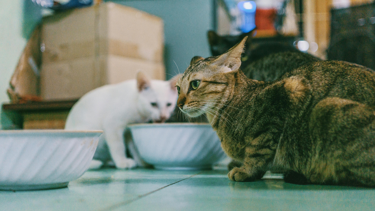 Žene bol diagnostikovaný Noemov syndróm. Žije v byte s 159 mačkami a 7 psami