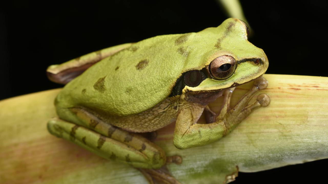 Vedci z Brazílie zistili, že žaby v skutočnosti kričia, ale ľudia ich nedokážu počuť