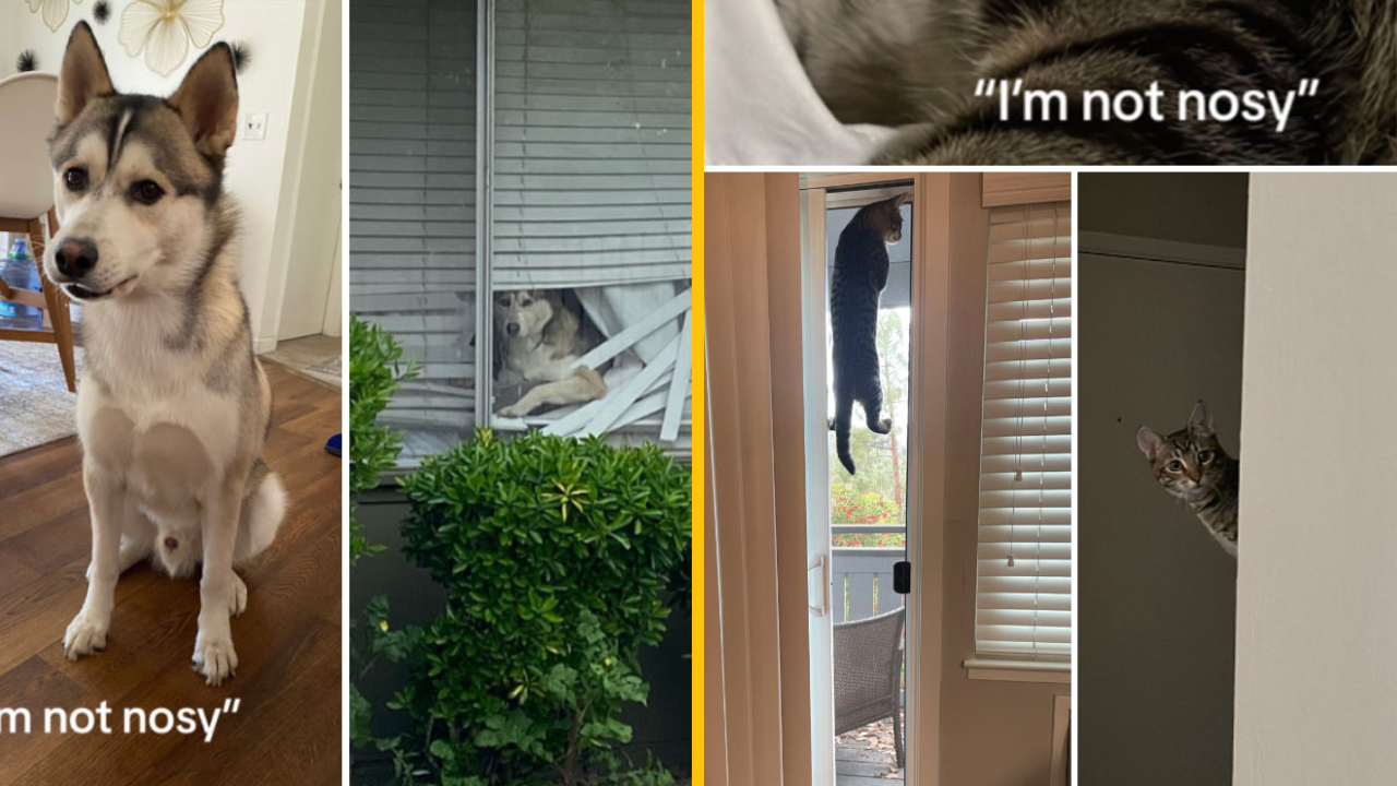 Týchto 10 fotografií zachytáva zvedavé zvieratká (1. časť)