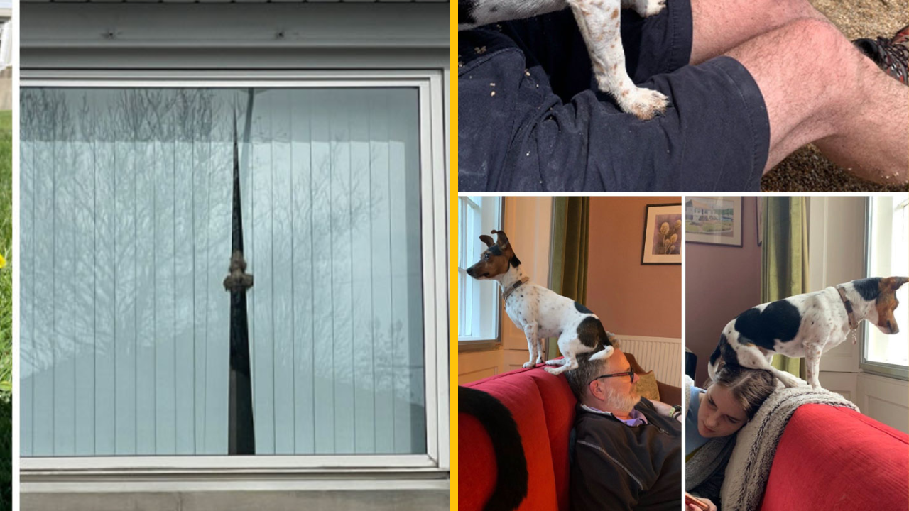 Týchto 10 fotografií zachytáva zvedavé zvieratká (2. časť)