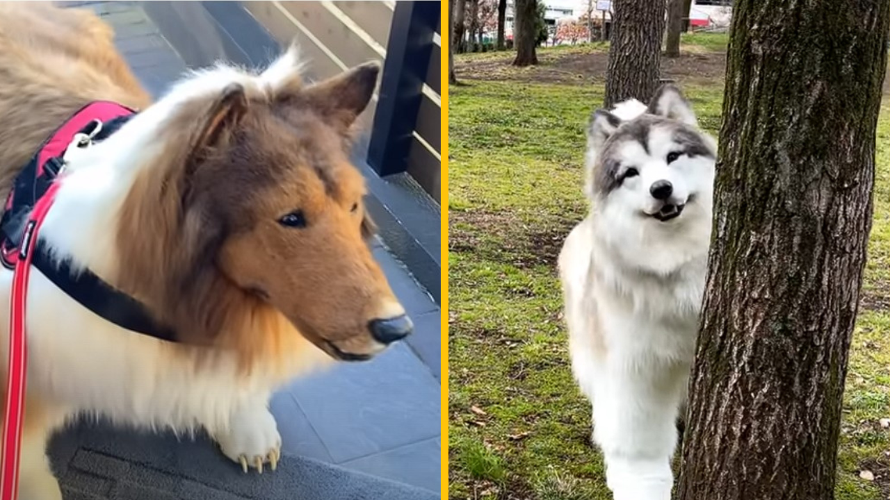 Muž, ktorý žije ako pes, má nový realistický kostým. Namiesto kólie sa rozhodol byť malamutom