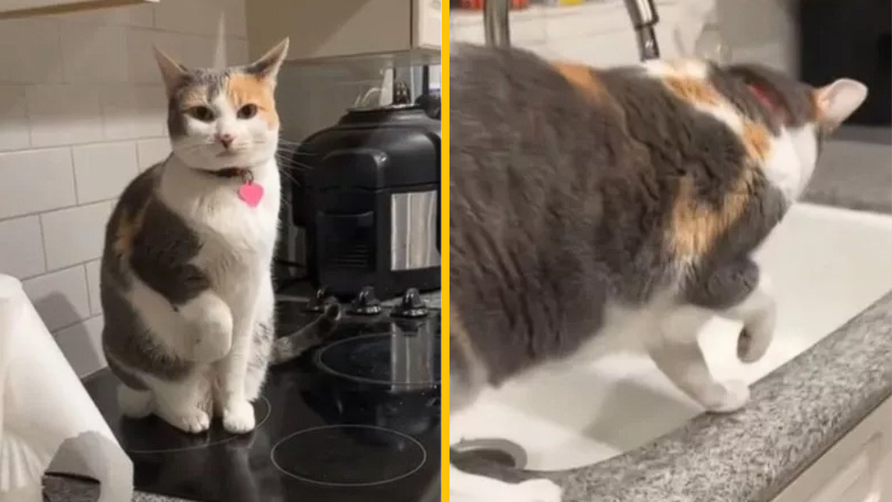 Žena zaplatila tisíc dolárov za vyšetrenie krívajúcej mačky. Vypočula si diagnózu, po ktorej nevedela, či sa smiať alebo plakať