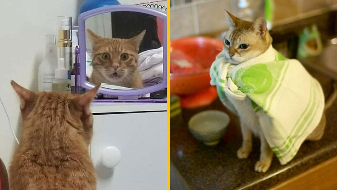 Týchto 11 fotografií mačiek jednoducho musíte vidieť (1. časť)