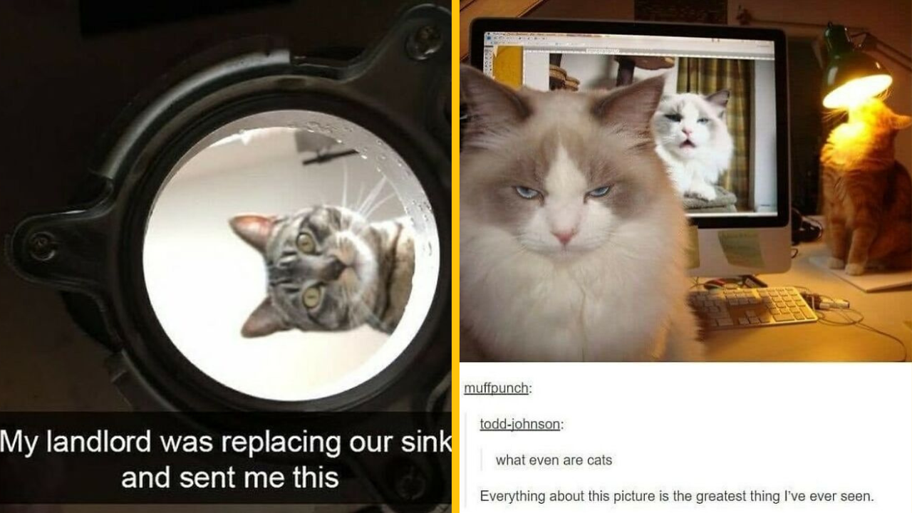 Týchto 11 fotografií mačiek jednoducho musíte vidieť (2. časť)