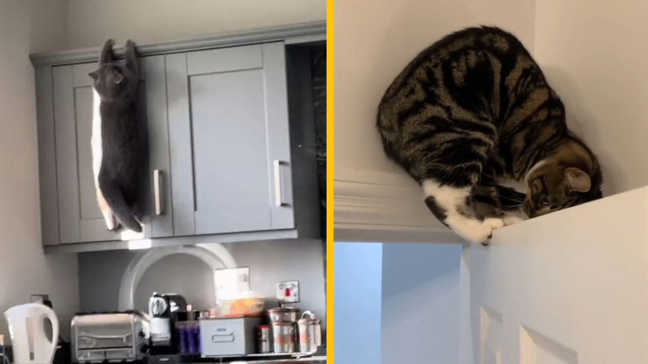 14 domácich miláčikov, s ktorými sa ich majitelia nenudia #2