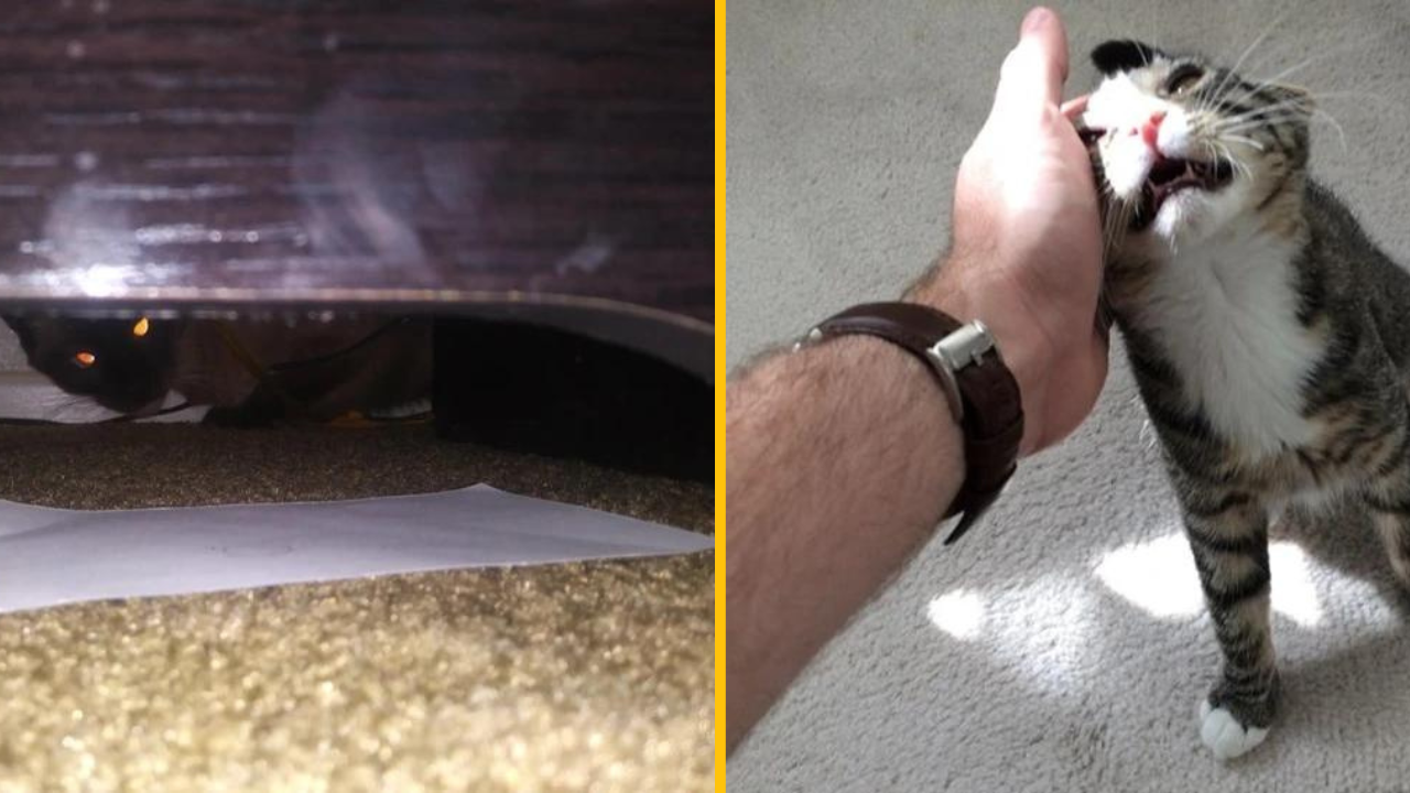 12 mačiek, ktoré nachvíľu zabudli, že by mali byť zdrojom roztomilosti (1. časť)