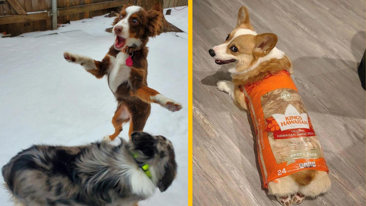 14 zábavných fotiek z každodenného života