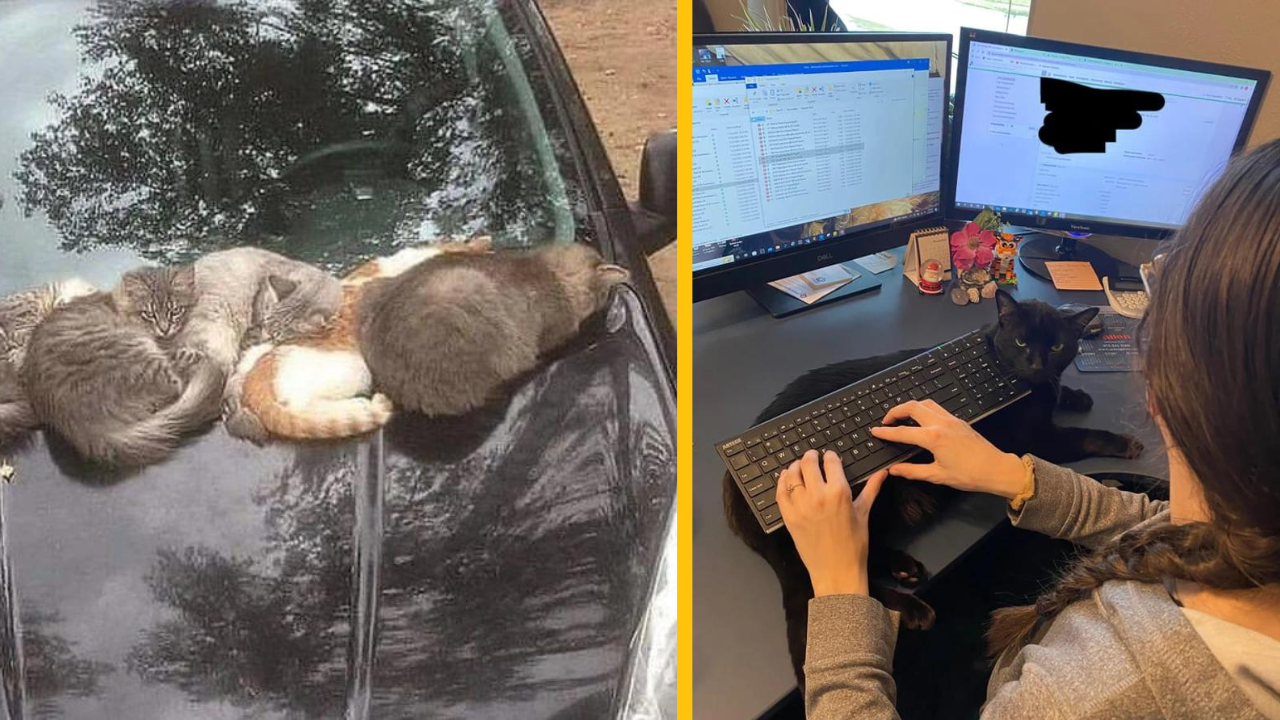 14 ľudí, ktorí sú schopní pre svojich domácich miláčikov urobiť takmer všetko