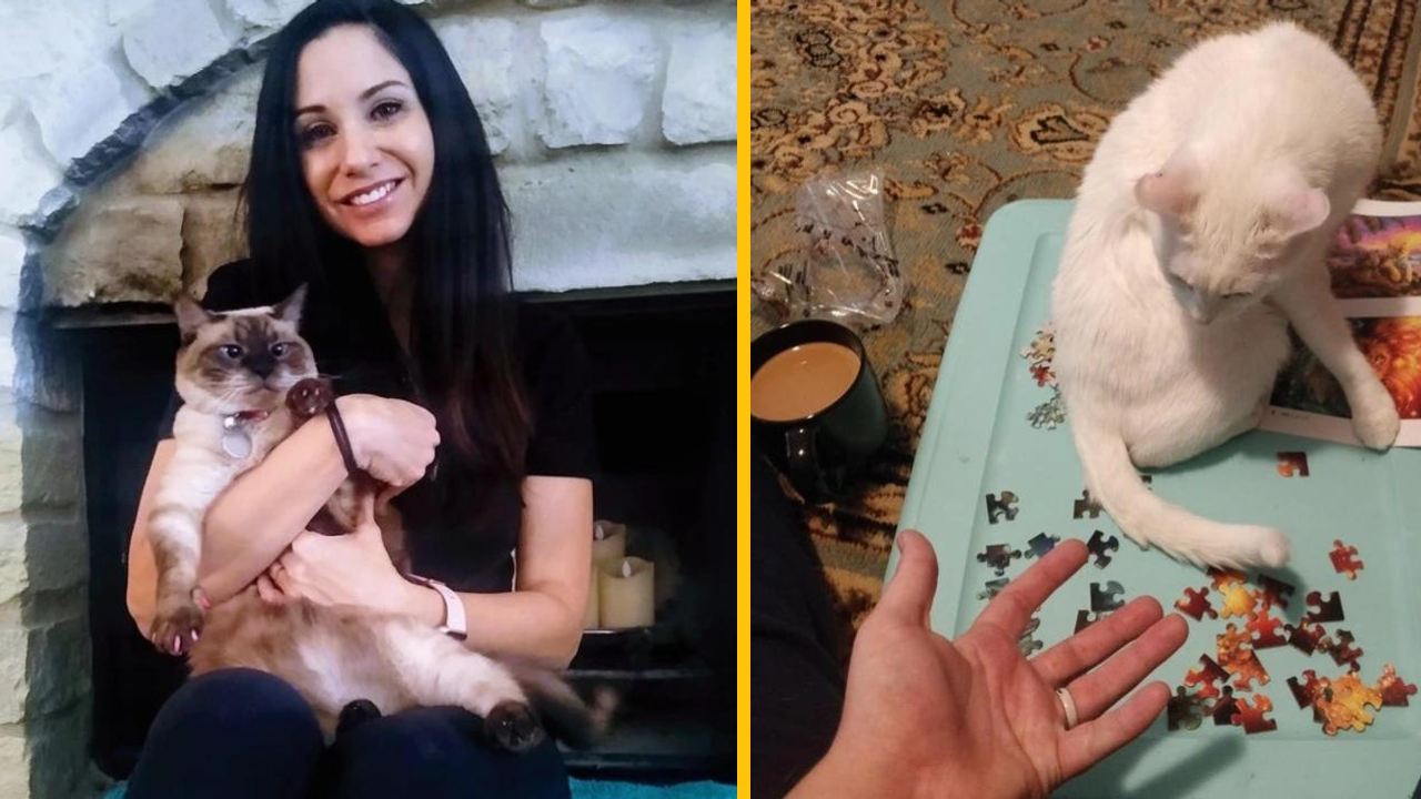 12 mačiek, ktoré nachvíľu zabudli, že by mali byť zdrojom roztomilosti (2. časť)