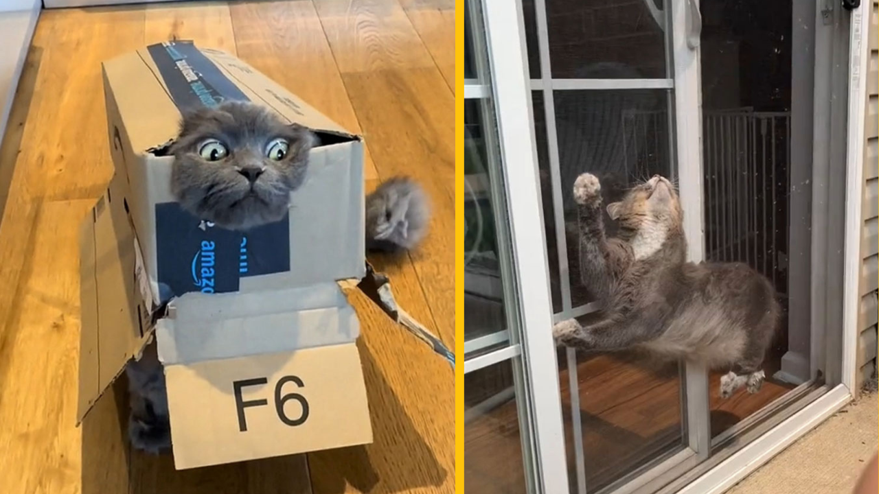 14 domácich miláčikov, s ktorými sa ich majitelia nenudia #1