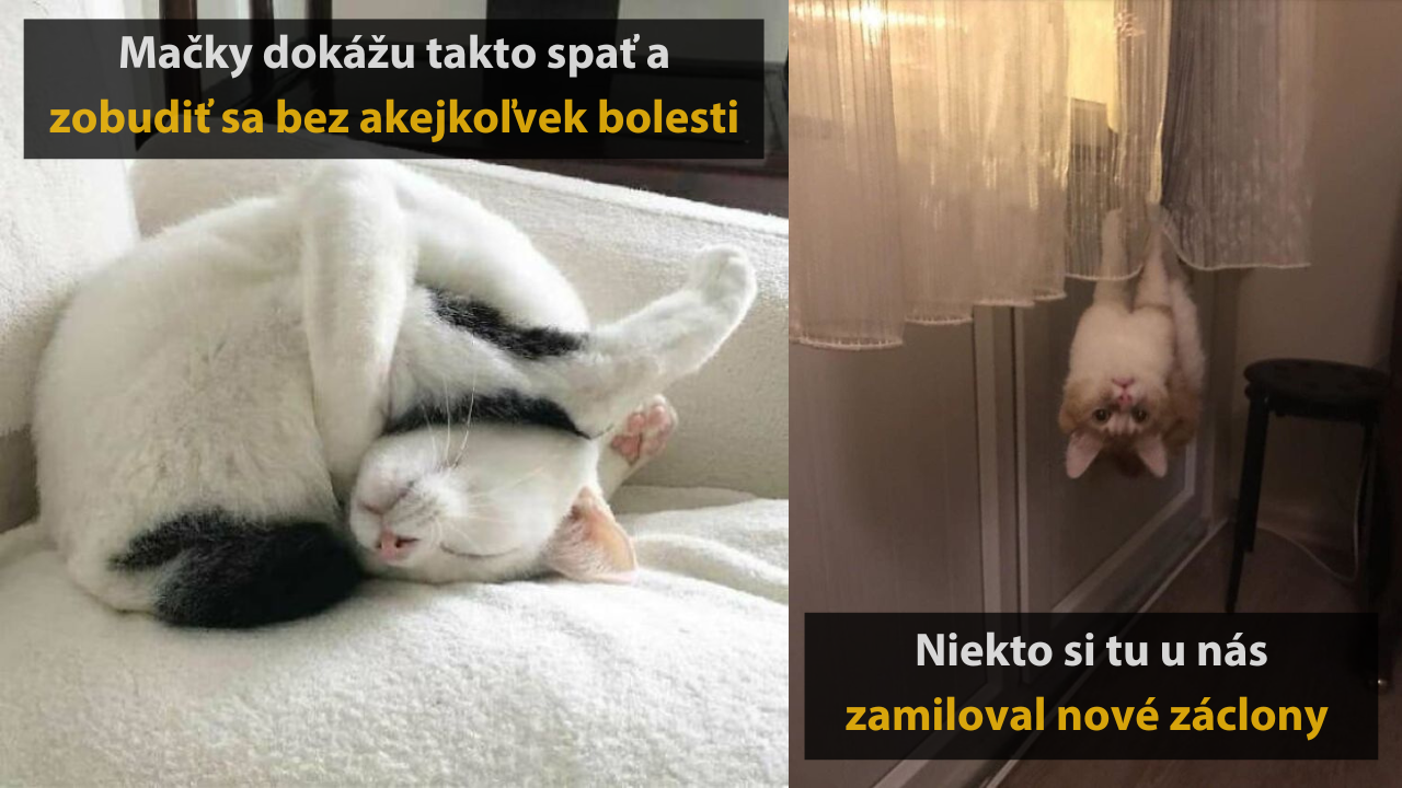 15 mačiek, ktoré sa rozhodli predviesť svoje najdivnejšie pózy #2