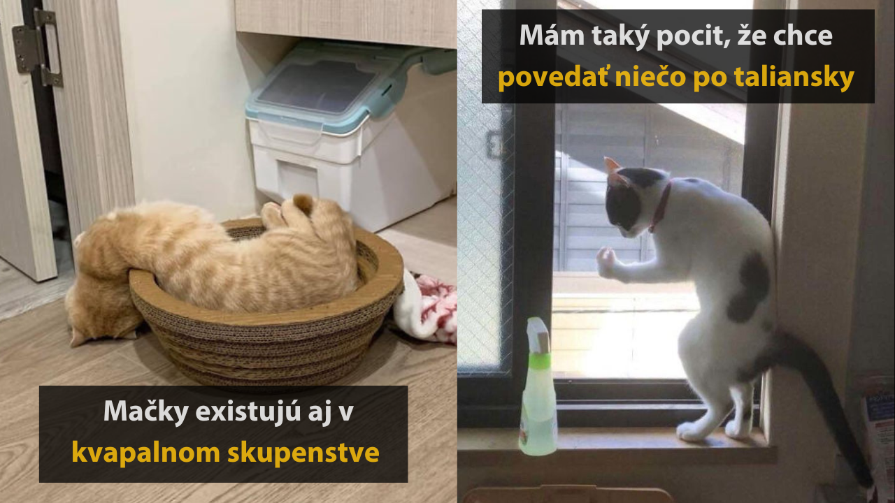 15 mačiek, ktoré sa rozhodli predviesť svoje najdivnejšie pózy #1