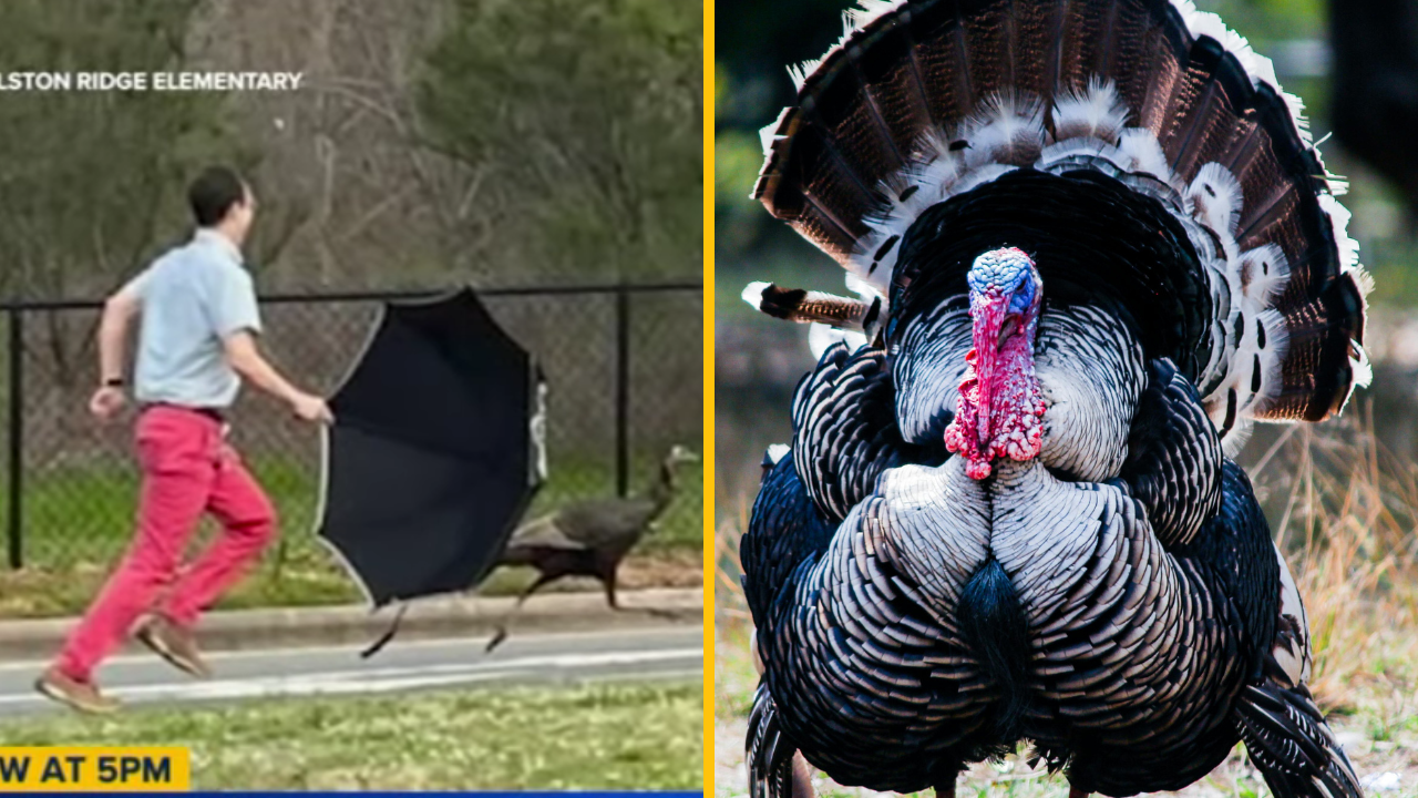 Teritoriálneho moriaka, ktorý v škole terorizoval deti, zahnal riaditeľ dáždnikom + VIDEO