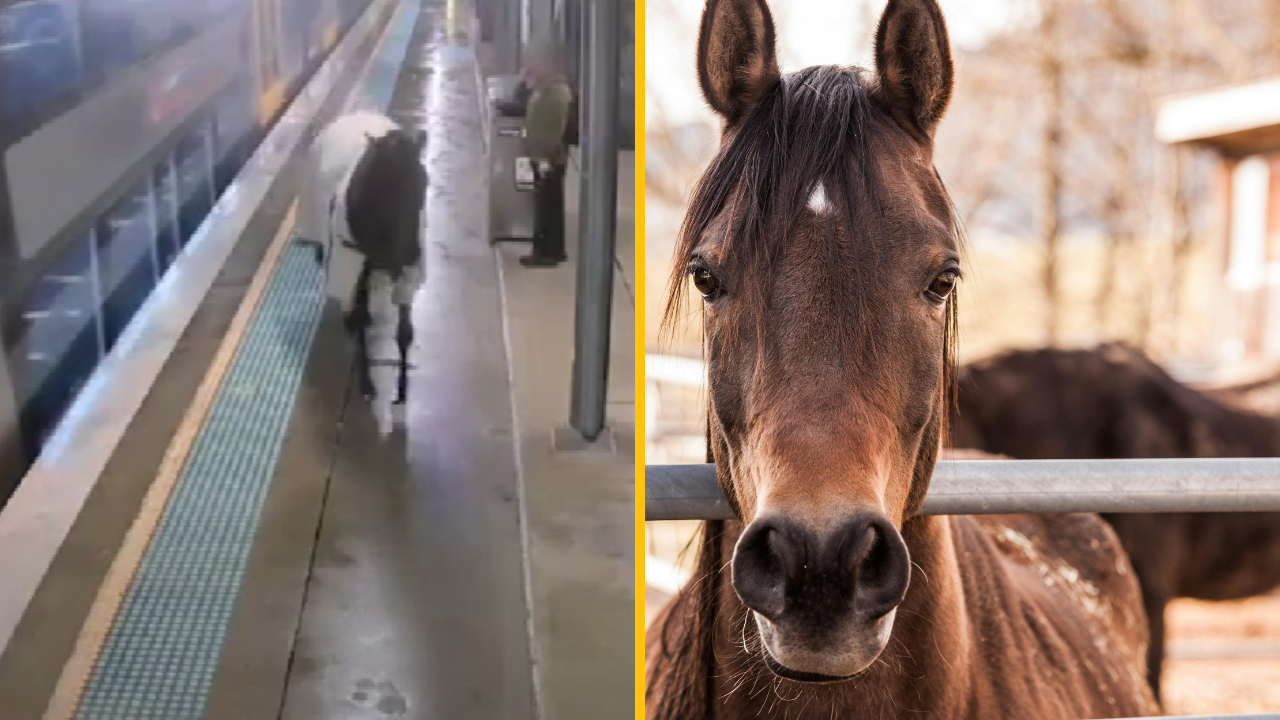 Dostihový kôň utiekol na železničnú stanicu a dokonca stál za žltou čiarou. Čakal na nástupišti na vlak.