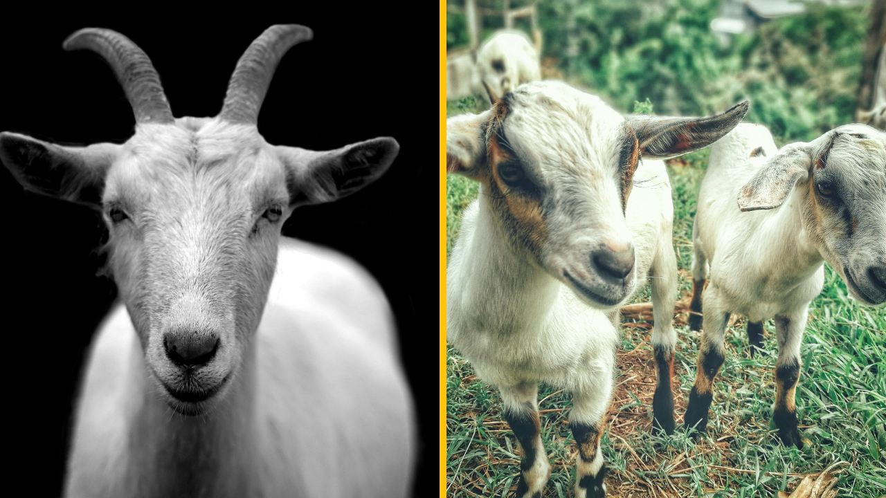 Taliansky starosta ponúka kozy zadarmo každému, kto ich dokáže chytiť