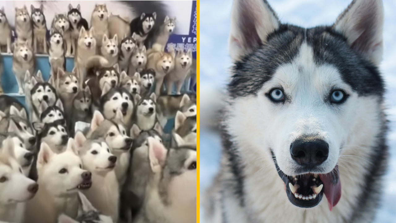 VIDEO: 100 huskyov utieklo z kaviarne pre psov a prebehlo čínskym nákupným centrom