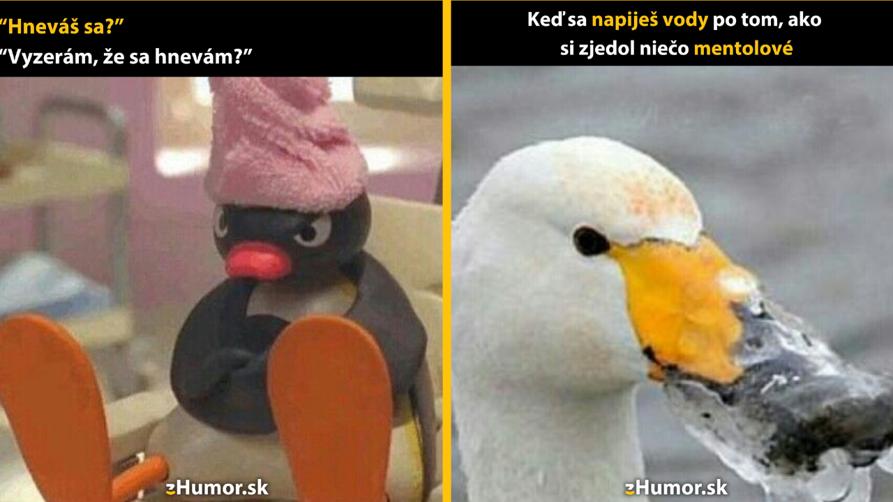 Zopár memečiek, ktoré vznikli, aby ti spríjemnili deň #1422: Nevidíš, že mi nič nie je?