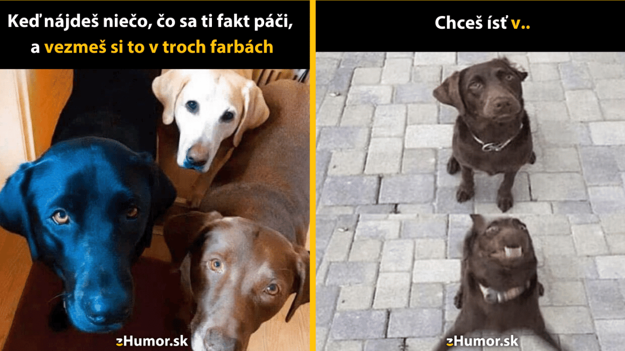 10 psích memečiek, ktoré ti okamžite zlepšia náladu
