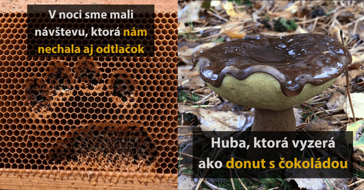 18 fotografií z bežného života, ktoré ukazujú, že zaujímavé veci sú všade okolo vás