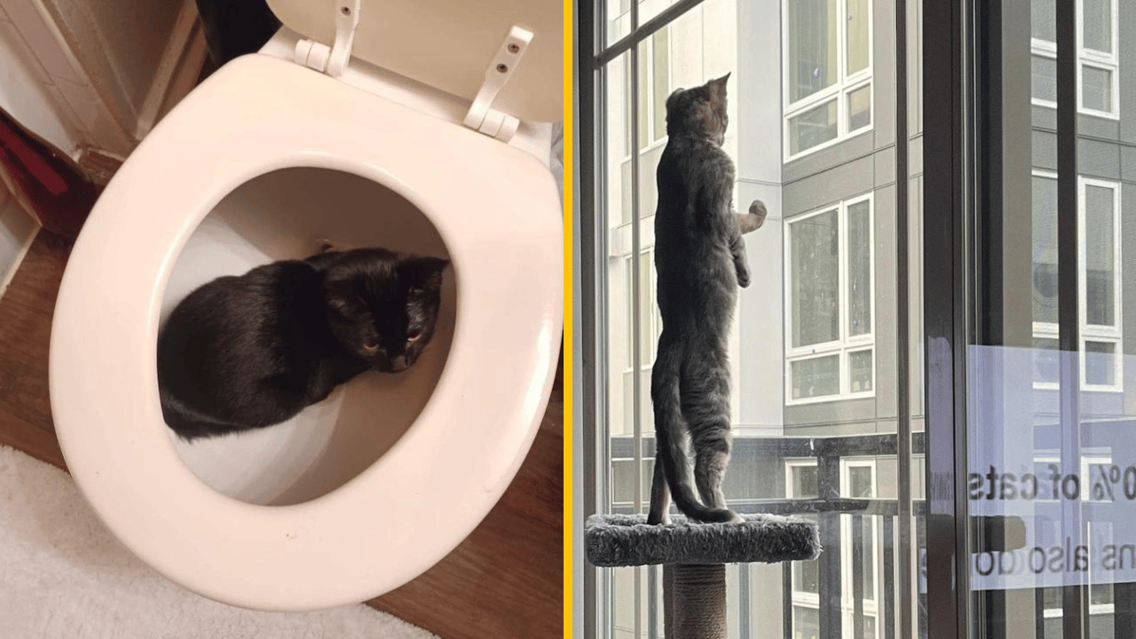 10 fotografií, ktoré potvrdzujú, že život s mačkou je jedna veľká komédia