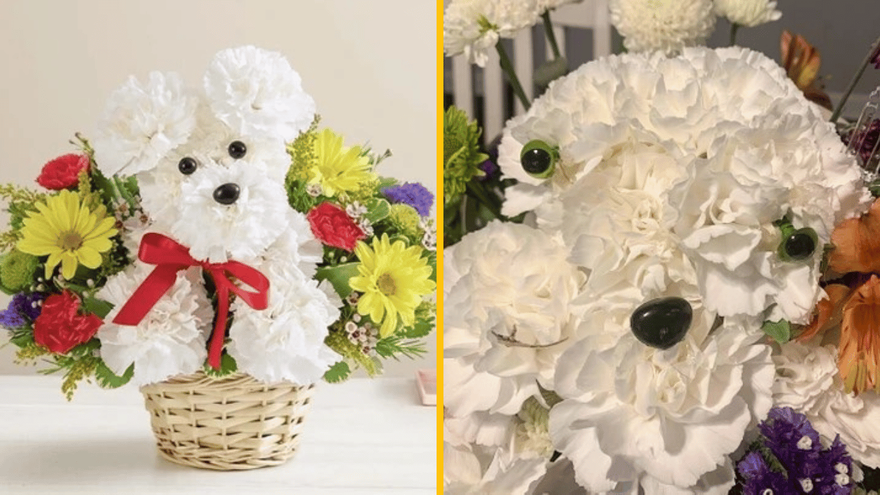 10 vtipných fotografií nenaplnených očakávaní