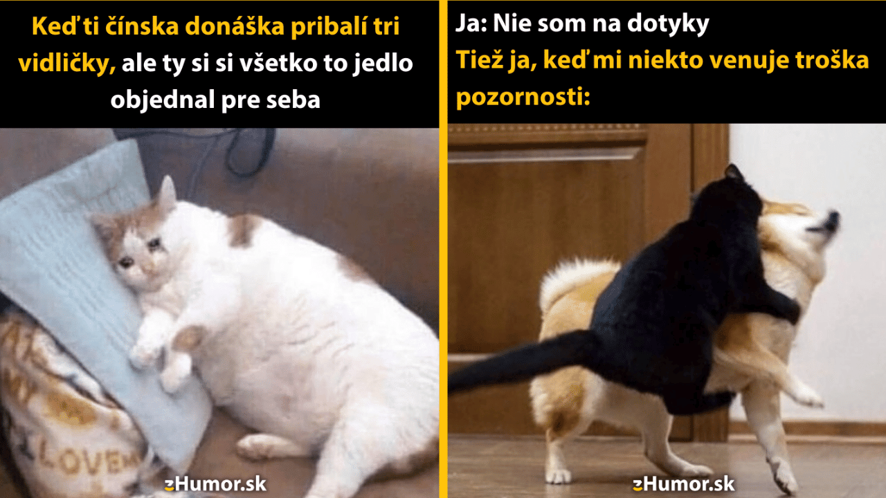 10 vtipných memečiek s mačacou tematikou