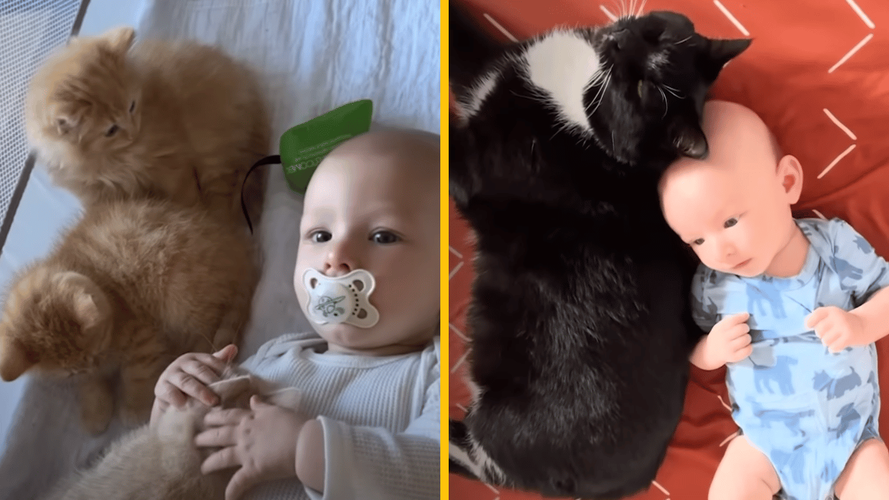 Mačky sa starajú o malé bábätko ako o vlastné mačiatko