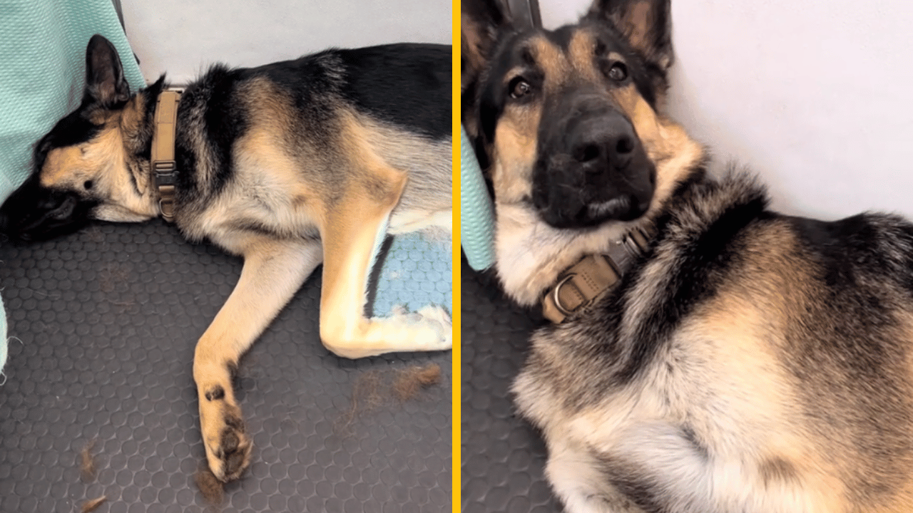 Pes predstiera že spí, aby sa nemusel ísť kúpať – výkon hodný Oscara