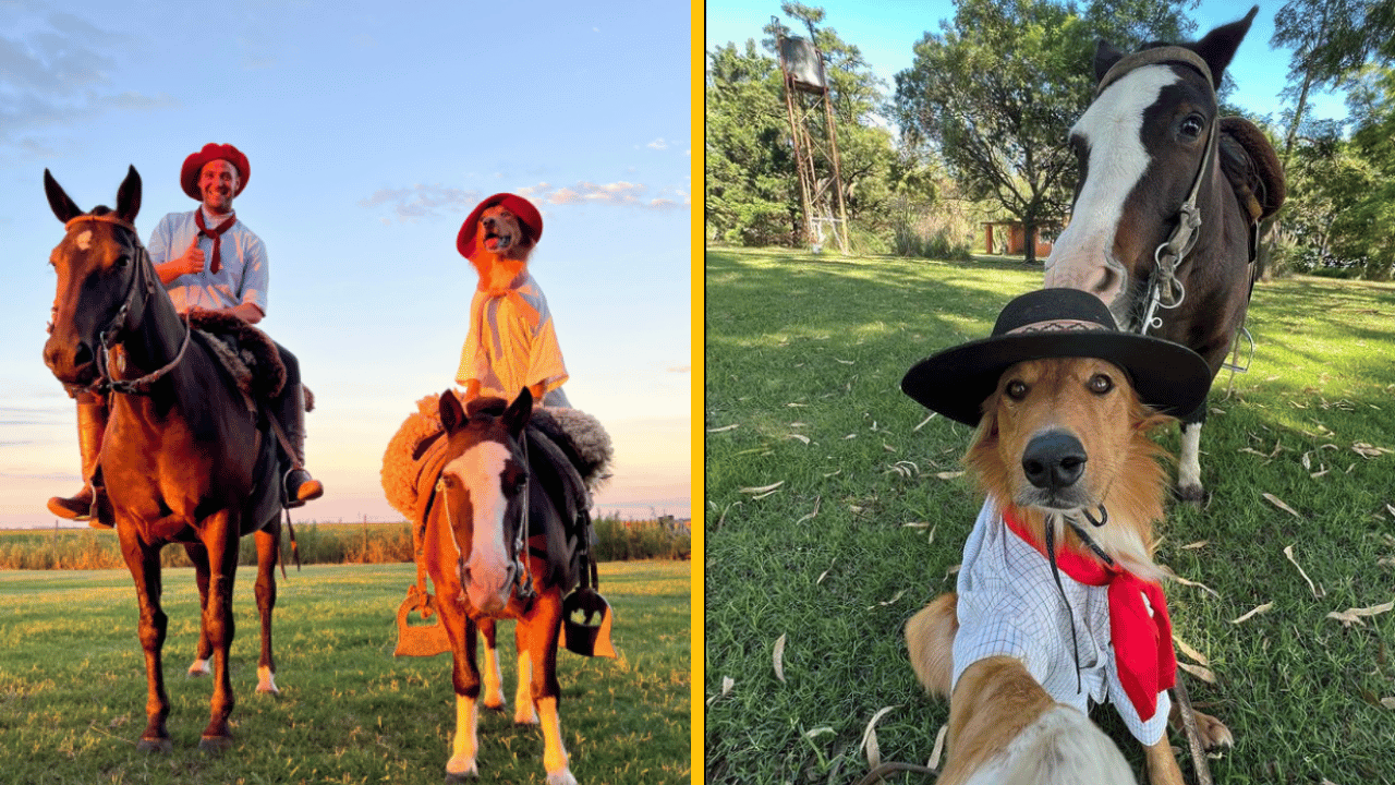 Pes jazdí na koňoch, šoféruje auto, ale aj motorku – videá