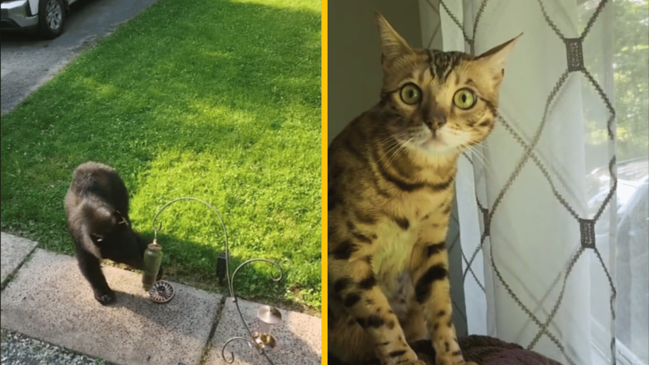 Mačka po prvý raz zbadá medveďa – oči jej skoro vypadli z jamiek