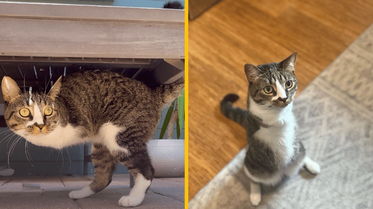 Mačka s amputovanými prednými labkami sa premáva po dome ako T-Rex