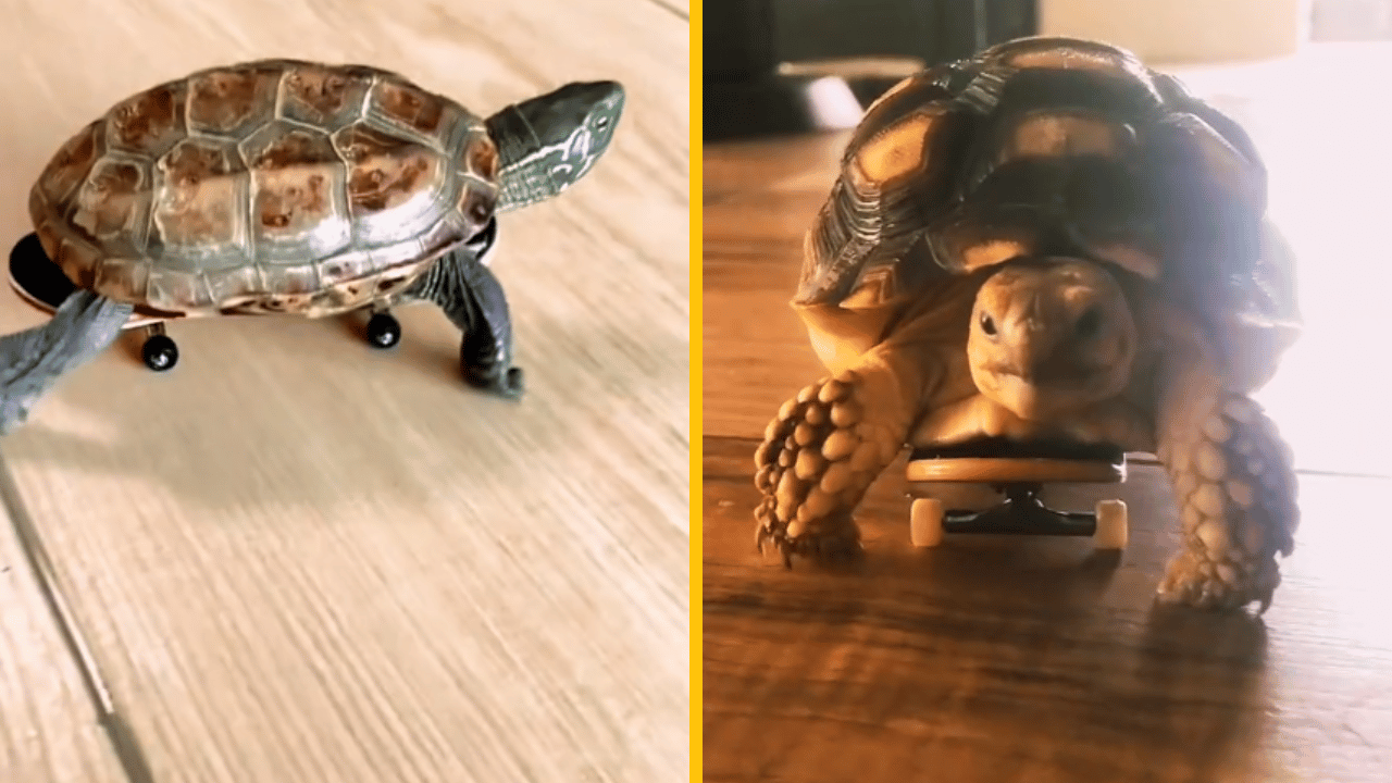 Korytnačky jazdia na skateboardoch! – videá