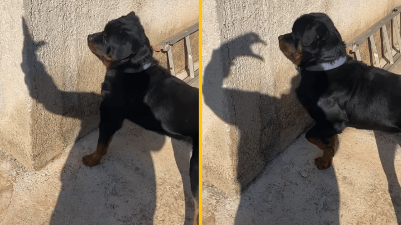 Vtipné video rotvajlera, ktorý sa snaží chytiť tieň ruky