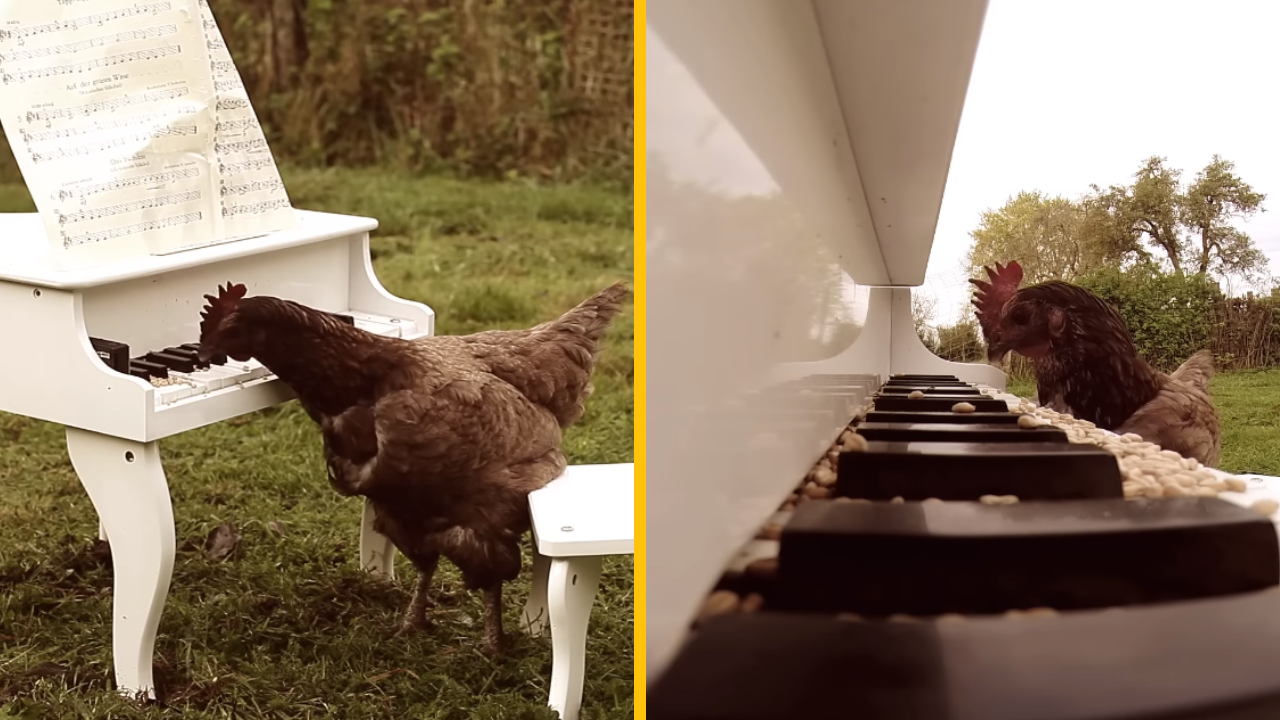 Kohút, ktorému nechýba zmysel pre rytmus, skladá pesničky