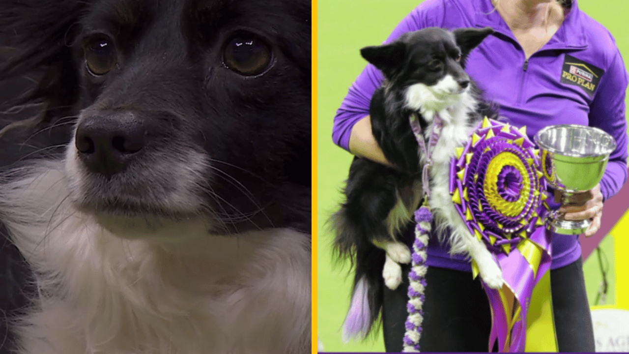 Pes, ktorý doslova lieta! Malá border kólia sa rozhodne nebojí rýchlosti