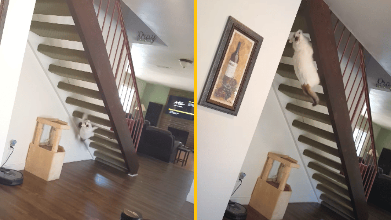 Kocúr, ktorý nepochopil pointu schodov – vtipné video