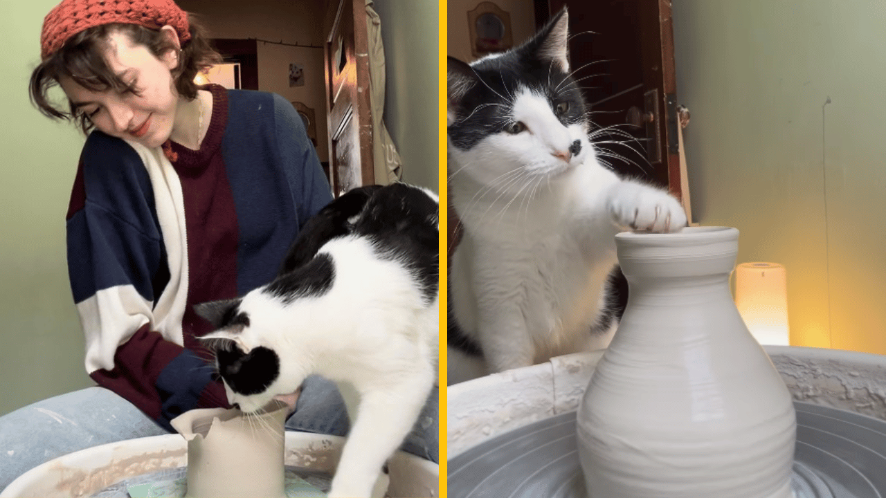 Kocúr vyrába hlinenú keramiku na hrnčiarskom kruhu – videá