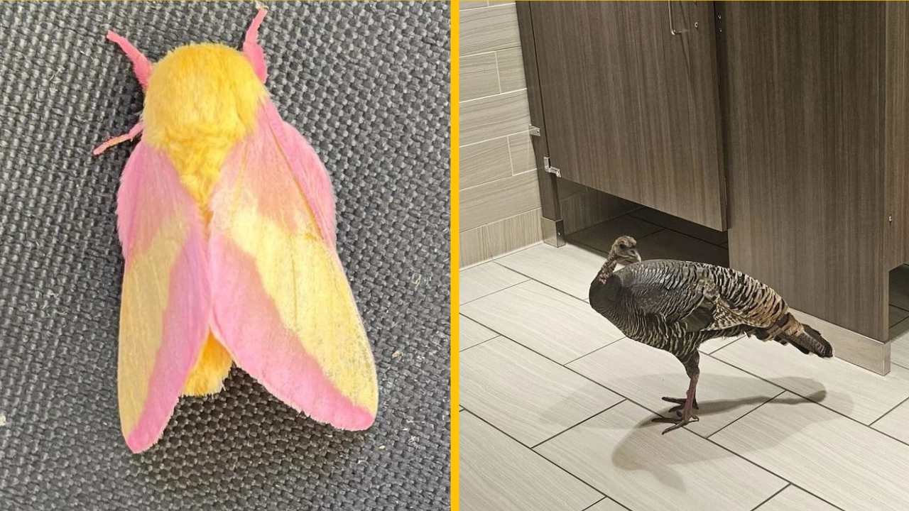 15 ľudí narazilo na niečo, čo je ako zmrazenie mozgu bez zmrzliny