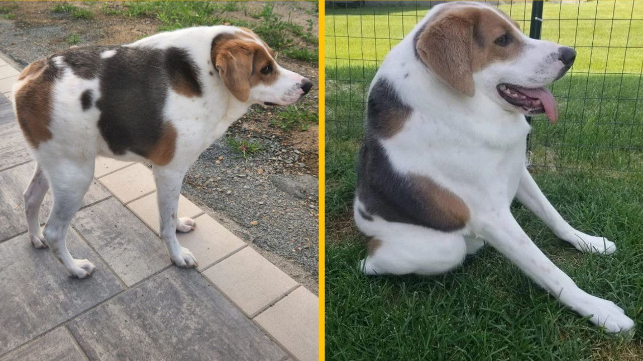 Pes narodený len s polovicou chrbtice a bez krku zaujal celý internet