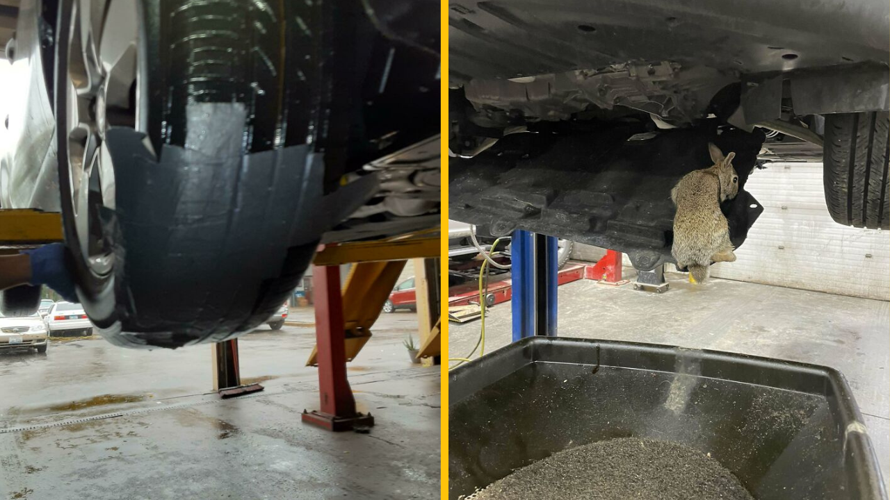 Títo mechanici našli v autách niečo, čo ich obralo o všetky slová