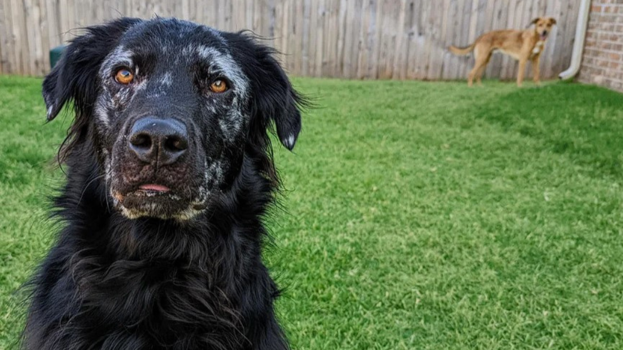 Psovi bolo diagnostikované vitiligo. Z čierneho sa po dvoch rokoch stal snehovo biely