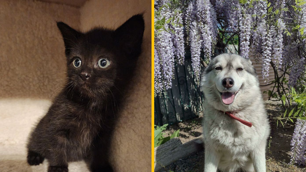 Príbehy týchto adoptovaných domácich miláčikov vás zahrejú pri srdci